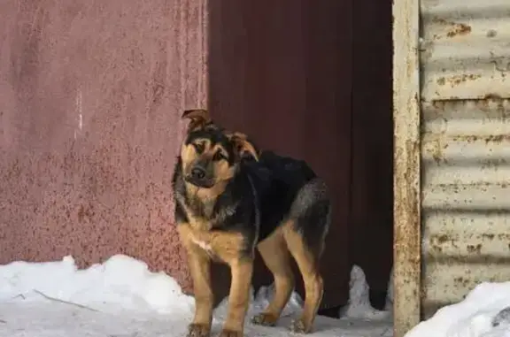Пропала собака, девочка, Московский проспект, Ярославль - черно-рыжий окрас - photo