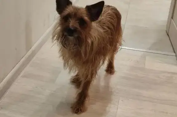 Найдена собака, Королёв, фото: Найден собака, улица 50-летия ВЛКСМ, 9Б, Королёв - рыжий с тёмным хвостом