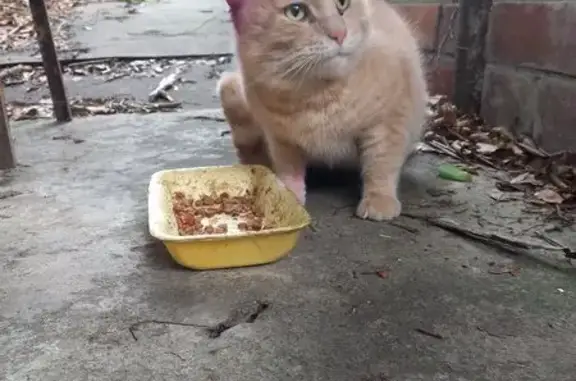 Найдена кошка, Сочи, фото: Найден кот, Троицкая улица, 2Б, Сочи - персиковый