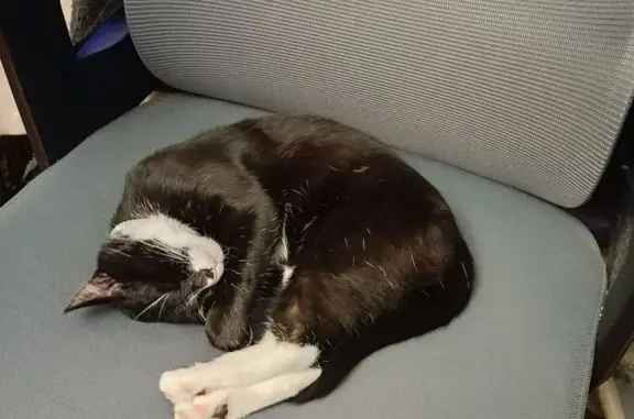 Пропал кот, Пулковское шоссе, 65 к1, Санкт-Петербург - чёрно-белый с зелёным ошейником - photo