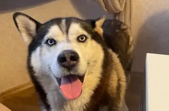 Пропал собака, улица Калинина, 12, Лукоянов - хаски, дружелюбный - photo