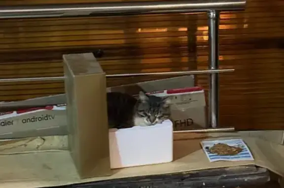 Найден кот, улица Фрунзе, 15,...