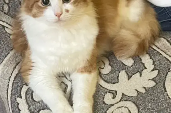 Пропал кот, улица Ударников, 53, Смоленск - пушистый с коричневым пятнышком - photo