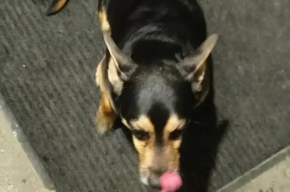 Найдена собака, Новокузнецк, фото: Найден собака, мужской, улица Грибоедова, 4, Новокузнецк - чёрный упитанный пёсик