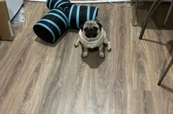 Пропал собака, «Поветлужье», Семёновский - бежевый окрас, шрам на животе - photo