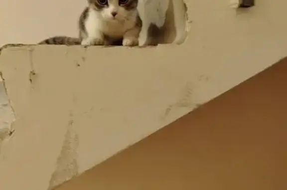 Найдена кошка, Воронеж, фото: Найдена кошка, улица Суворова, 122В, Воронеж - серая с белым, худая