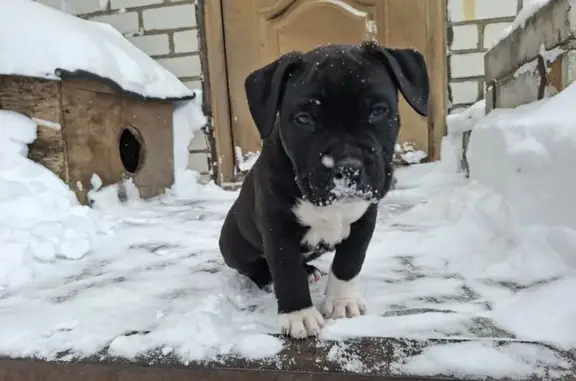 Пропал собака, Навля, Брянская область - черно белый - photo
