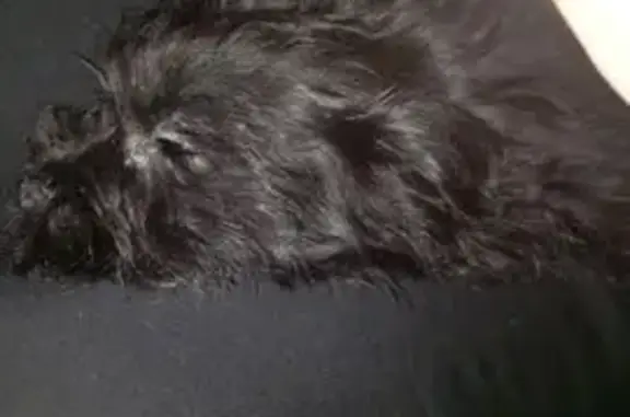 Потерянные животные Серафимович, фото: Пропал собака, мужской, улица Аверьянова, Серафимович