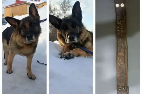 Найдена собака, Зеленодольск, фото: Найдена собака, женский пол, улица Карла Маркса, Зеленодольск - номер на ошейнике из Чувашии