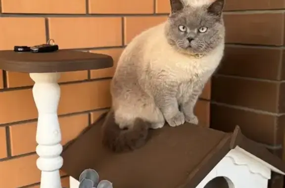 Пропал кот, Разумное, Белгородская область - британский, бело-серебристый, без ошейника - photo