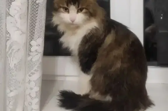 Найдена кошка, мужской, Псковс...