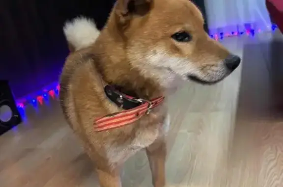 Найдена собака, Новомихайловский, фото: Найден собака, мужской, Кольцевой переулок, 2В, Новомихайловский - Сиба-Ину