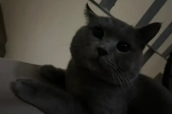 Найден кот, улица Аркадия Шипу...