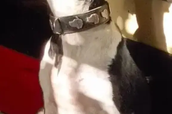 Пропала собака, женский пол, Пестенькино — Рамежки, Пестенькино - photo