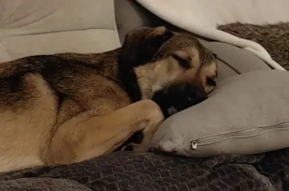 Пропала собака, Тойворово, Ленинградская область - желто-песчаного цвета - photo