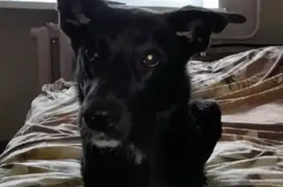 Пропала собака, Зубово, Вологодская область - убежала с остановки - photo