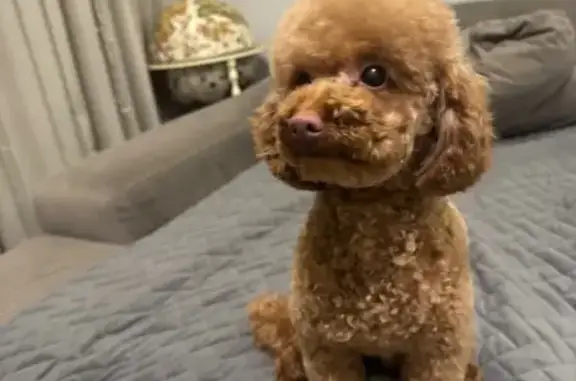 Пропал собака, мужской, Большая Косинская улица, Москва - рыжий мальчик - photo