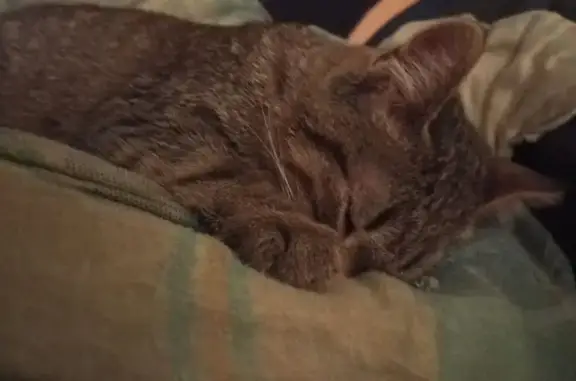 Пропал кот, Юбилейная улица, 19, Елец - серый полосатый, без ошейника - photo