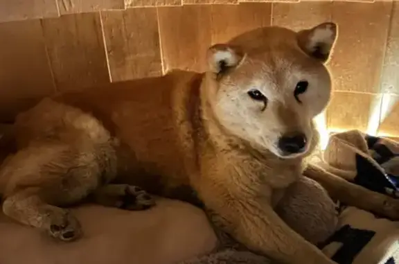 Найдена собака, Никольское, фото: Найден собака, 46Н-08865, Никольское - был замечен в КП Марсель и вдоль Калужского шоссе