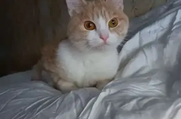 Найдена кошка, Новосибирск, фото: Найдена кошка, улица Котовского, 6, Новосибирск - рыжая с белыми пятнами
