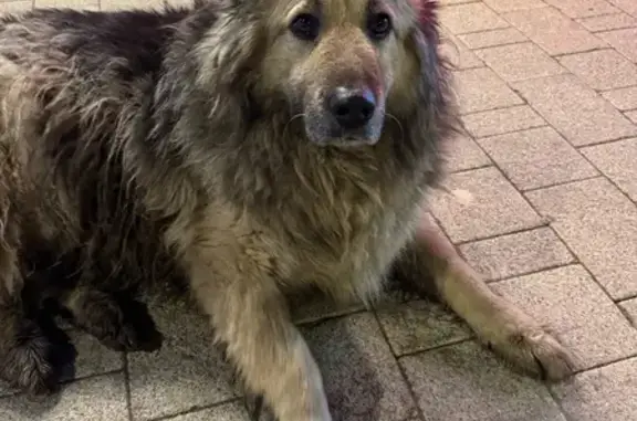 Найдена собака, Троицк, фото: Найдена собака, улица Братьев Бромлей, 5 к2, Троицк - знает команды