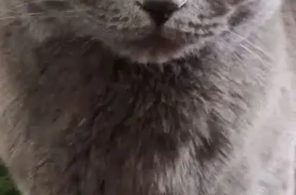 Пропала кошка, Садовая улица, 106Б, Белгород - британка с ярко-желтыми глазами - photo