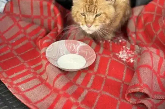 Найден кот, СНТ Караульная дач...