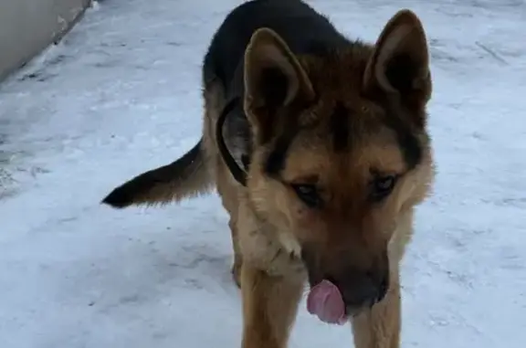 Найдена собака, Нижний Новгород, фото: Найден собака, Нижний Новгород