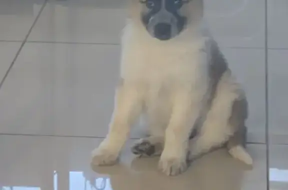 Найдена собака, Красноярск, фото: Найден щенок собака, Взлётная улица, Красноярск, возле БЦ Титан