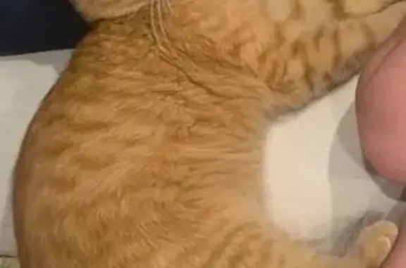 Пропал кот, Комарёво, Московская область - добрый и доверчивый - photo