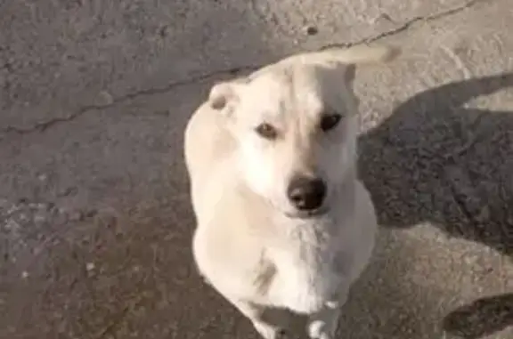 Пропал собака, мужской, Канглы, Ставропольский край - photo