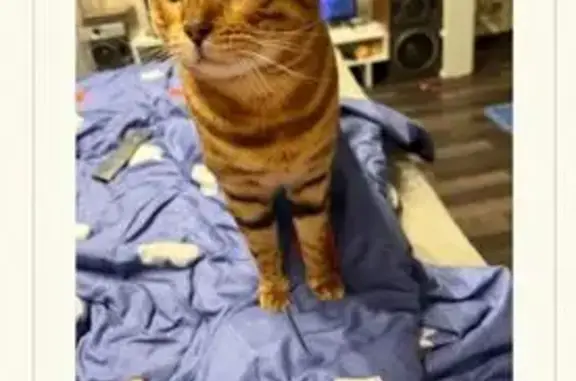 Пропал кот, улица Доватора, 19/4, Новосибирск - деформировано верхнее веко - photo