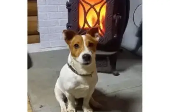 Пропал собака мужской, сельское поселение Деревня Гусево, Медынь - джек рассел с клеймом - photo