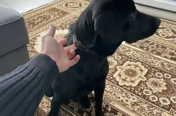 Найдена собака, Томск, фото: Найдена собака, женский пол, улица Полины Осипенко, Томск