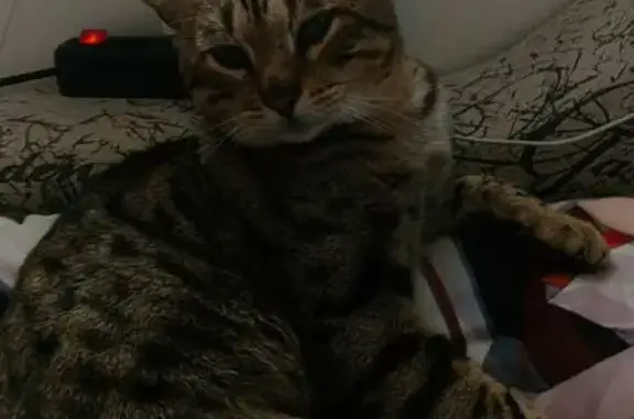 Пропал кот, улица Суворова, 126, Магнитогорск - шрам на носу - photo