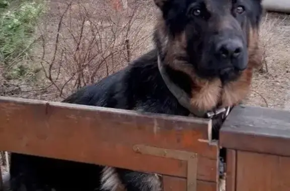 Собаки потеряшки, Птицефабрики, фото: Потеряшка собака, Привольная улица, посёлок Птицефабрики