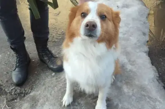 Найдена собака, Ульяновск, фото: Найден собака, мужской, улица Любови Шевцовой, 54Б к1, Ульяновск - бело-рыжий окрас