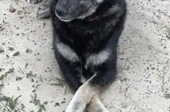 Пропала собака, Паренкина, Субботина - девочка с коричневым ошейником - photo