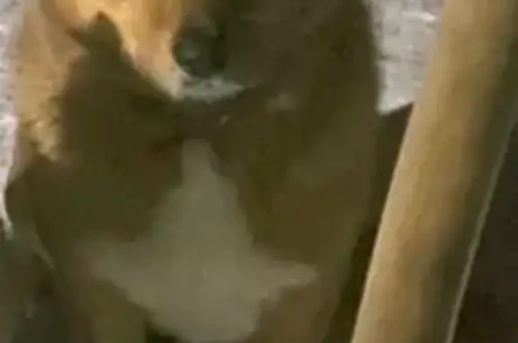 Пропал собака, Пандус, Кизел - откликается на кличку Рекс - photo