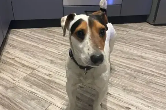 Найдена собака, Воронеж, фото: Найден собака, улица 20-летия Октября, Воронеж - кобель Джек Рассел