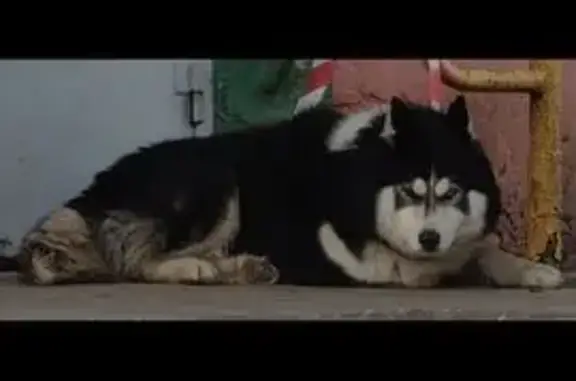 Найдена собака, Тверь, фото: Найден собака, Пролетарская набережная, городской округ Тверь - хаски с разными глазами