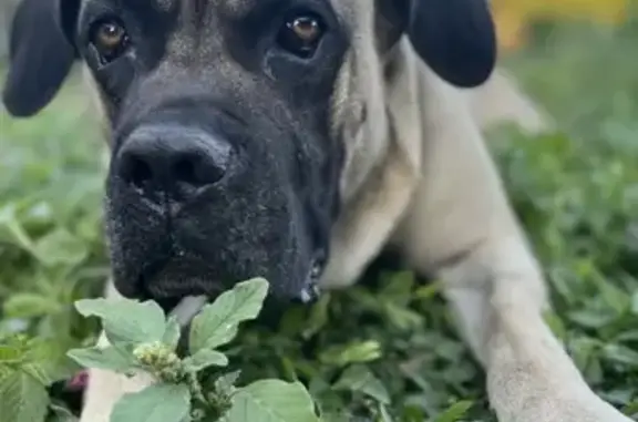 Пропала собака, Таманская улица, 237, Ейск - photo