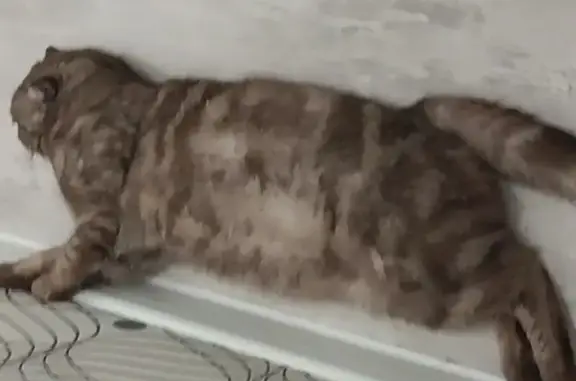 Пропал кот, улица Емлютина, 44Е, Саратов - выбежал ночью - photo