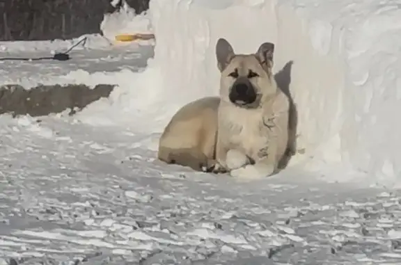 Собаки потеряшки, Радужный, фото: Потеряшка собака, Тихая улица, 2, Радужный - бежево-белый, черная мордочка