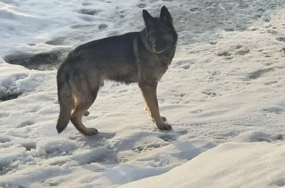 Найдена собака, Казань, фото: Найден собака, мужской, ост. Пожарского, Казань - серо-коричневая с чёрным ошейником