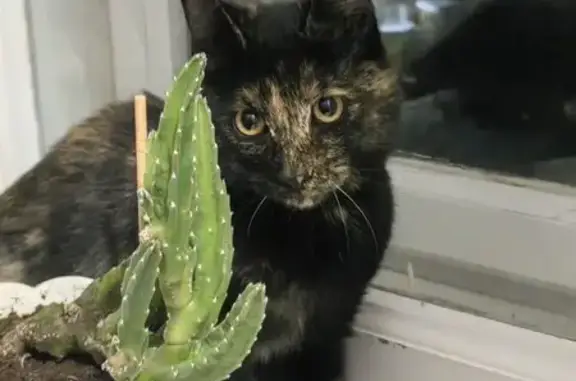 Найдена кошка, Ульяновск, фото: Найдена кошка, улица Киндяковых, 36, Ульяновск