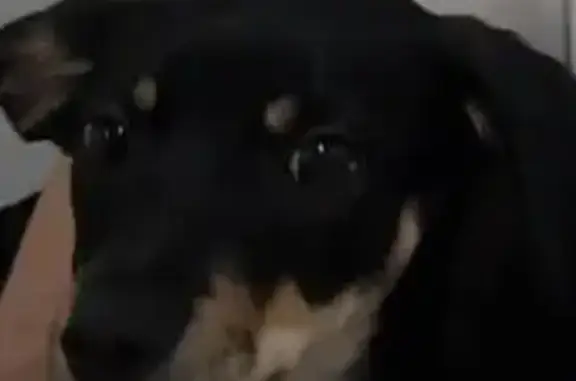 Пропала собака, улица Маршала Жукова, 11, Малое Васильково - беременная, коричнево-чёрная - photo