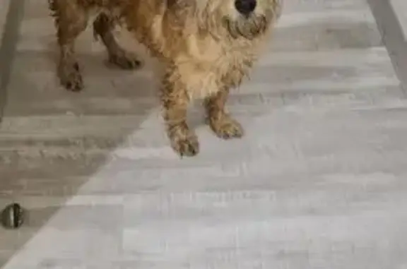 Найдена собака, Тула, фото: Найден собака, 2-й проезд Металлургов, 6, Тула - молодой кобель без ошейника