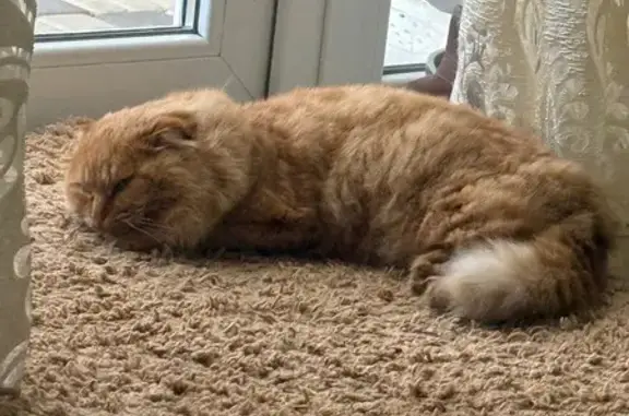 Пропал кот, Тенистая улица, 7, Ейск - рыжий, дикий - photo