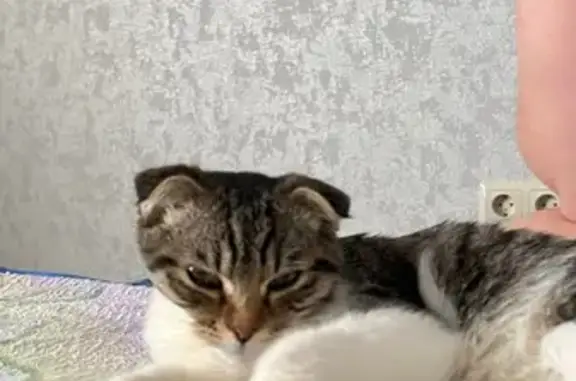 Найдена кошка, Раздольное, фото: Найдена кошка, Ветеринарная улица, 12, Раздольное
